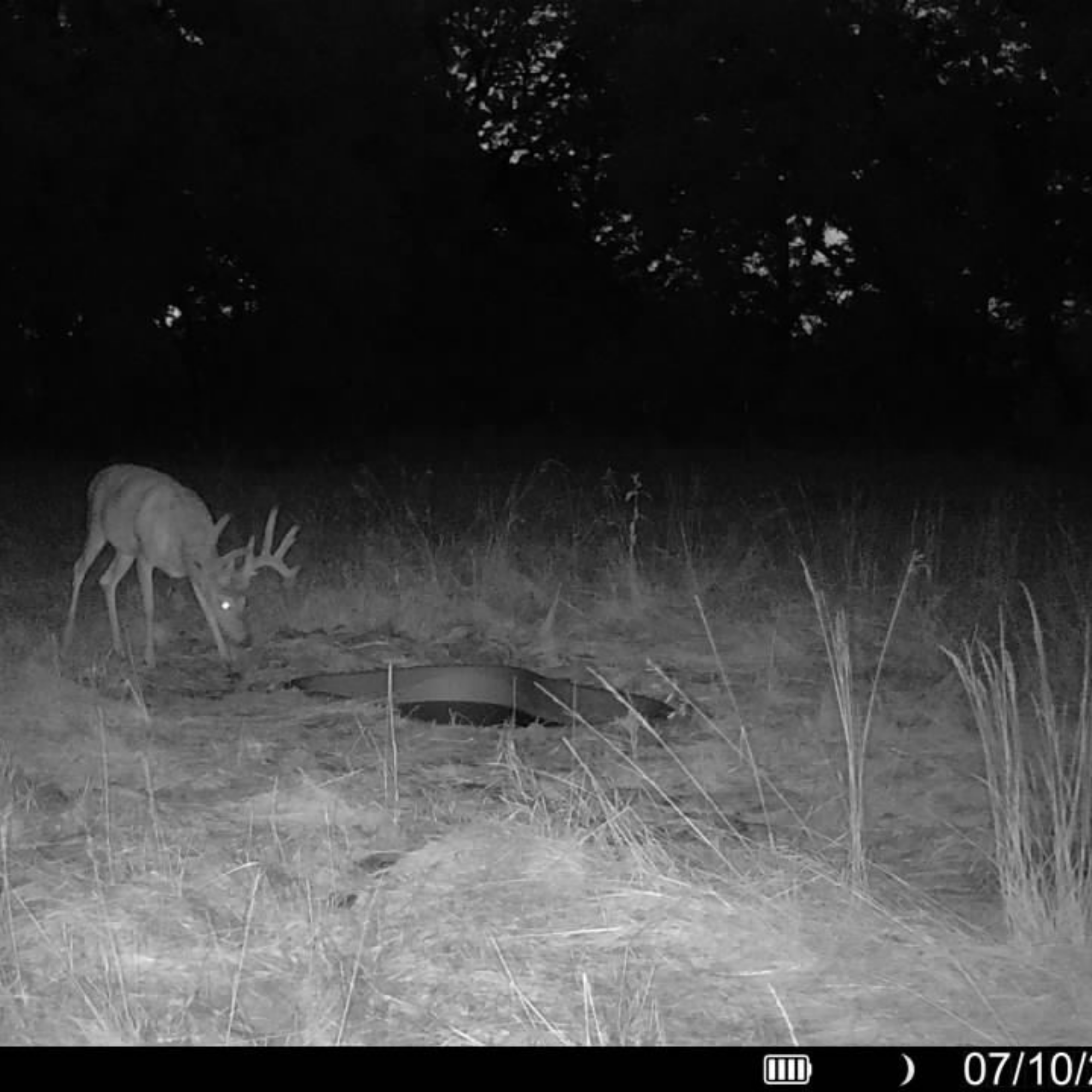 Black and white night-trail photograph of a deer standing in grass near a round plastic container in an outdoor field, with trees in the background.